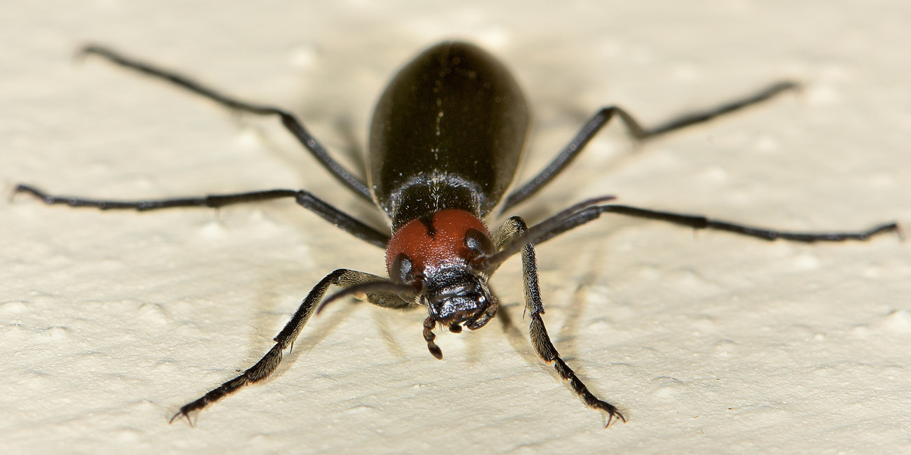 Meloidae: Epicauta rufidorsum